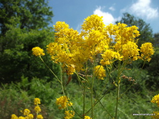 Pianobello - 26-05-2013 10-25-12.JPG